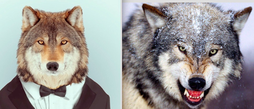 Wolves a8690
